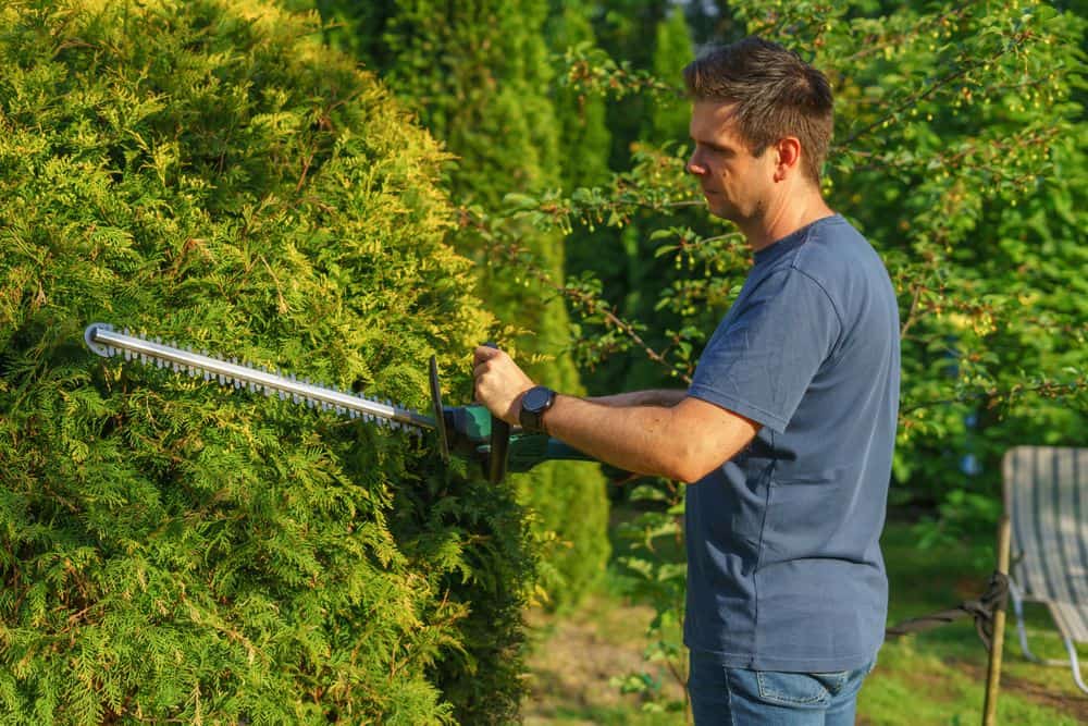 A gardener trimming a tall hedge with a hedge trimmer