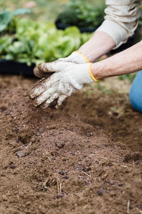 Gloved hands working fresh soil in a garden bed