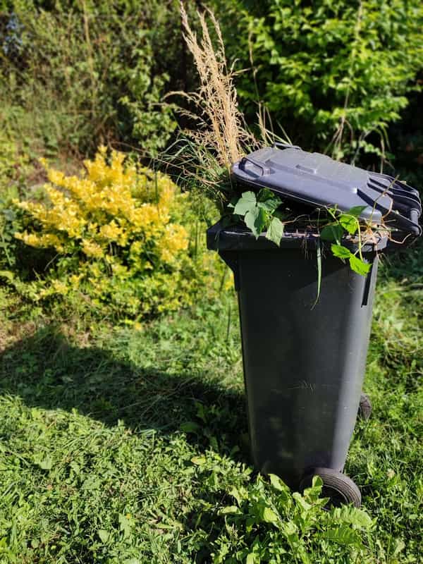 A green waste bin full of garden clippings